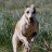 Mr Whippet